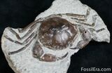 Fossil Crab From Washington - Great Legs #7320-3